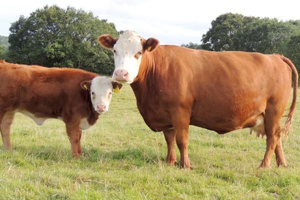 1-MAIN-miniature-herefords-012-c-Helen-Forsyth