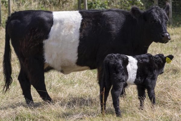 8e790530-1b8c-11ec-b58d-0dc41b3acd26