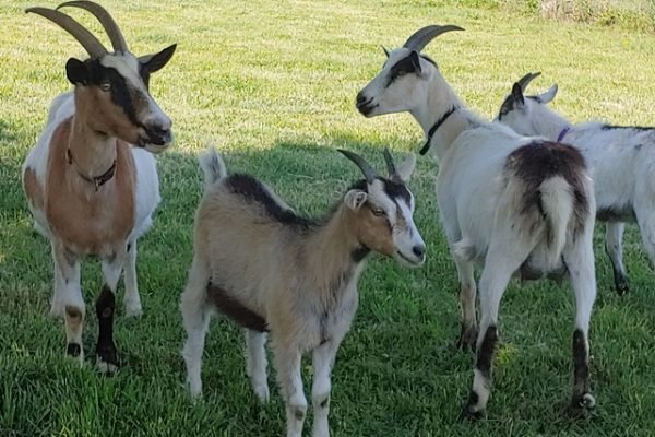 Alpine-goats-for-sale