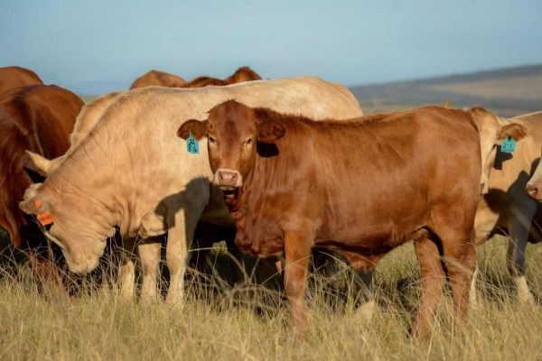 Dave-Mullins-5-min-1024x684