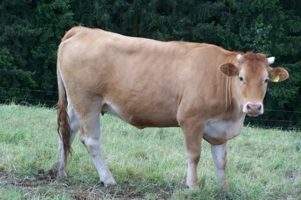 Glan-cattle