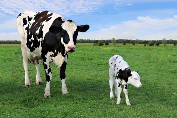 Holstein-cow-with-newborn-calf