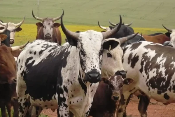 Page-18-Due-to-their-colours-and-variety-of-patterns-Nguni-hides-are-extremely-popular.-1-768x576-1-1