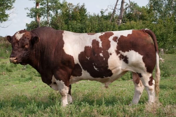 Razza-bovina-Maine-Anjou