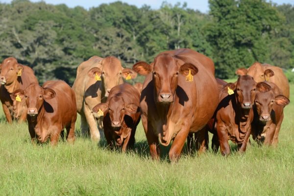 beefmaster_breeders_united_cover