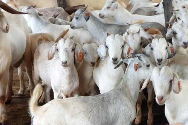 c21efe35-fd6c-4761-a579-bc0426ec0f2f-savanna female nunny (1)