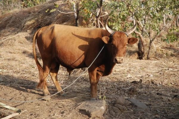 c36058403d920ad320999838fe9a8ee8