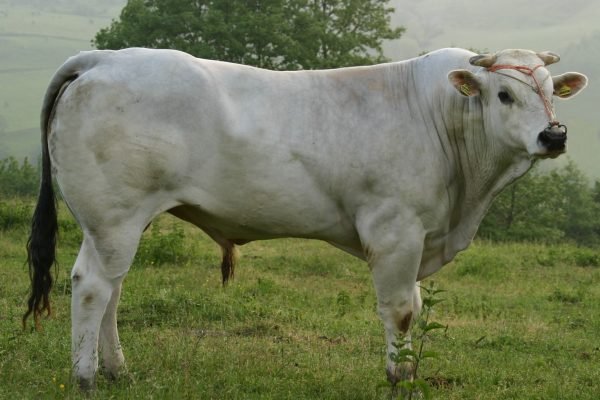 chianina1