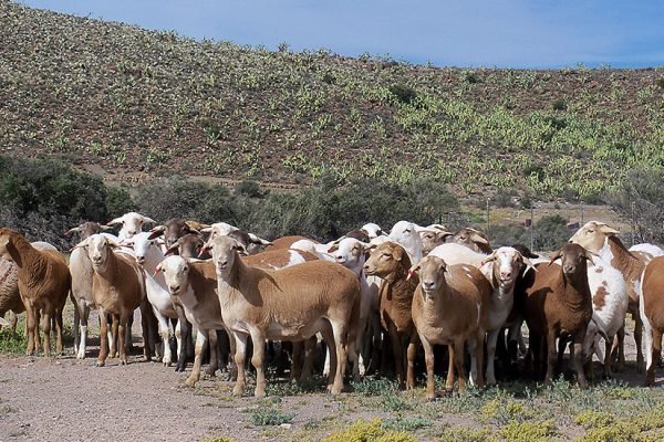 meatmaster-sheep-2-kle